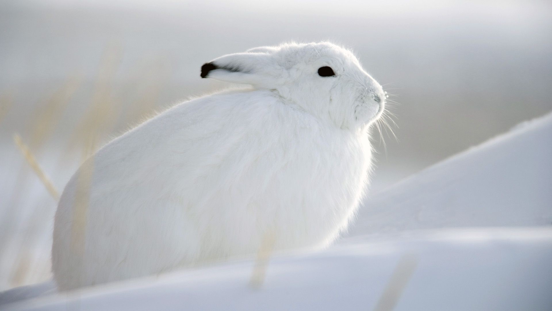 animais neve pássaro inverno frio animal natureza vida selvagem gelado