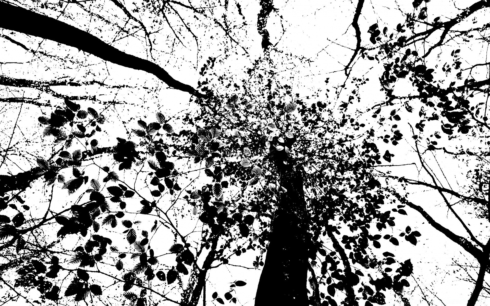gráficos vetoriais árvore ramo folha temporada madeira natureza paisagem flora área de trabalho crescimento ao ar livre parque
