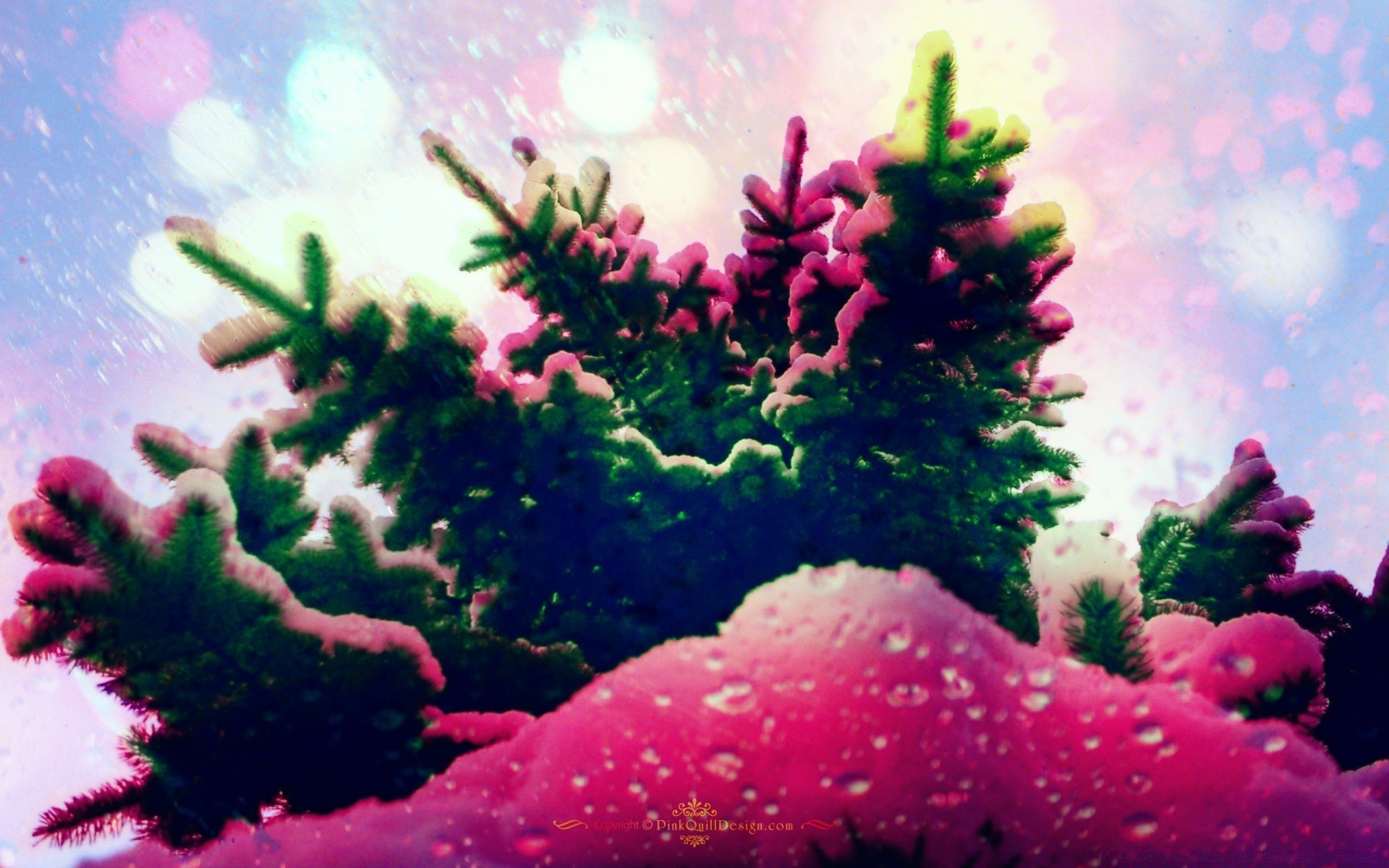 cores brilhantes natal árvore inverno feriado decoração cor temporada debaixo d água pinho bola desktop brilha natureza abeto