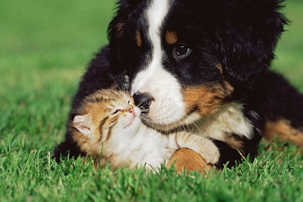 Filhote de cachorro e gato na grama verde