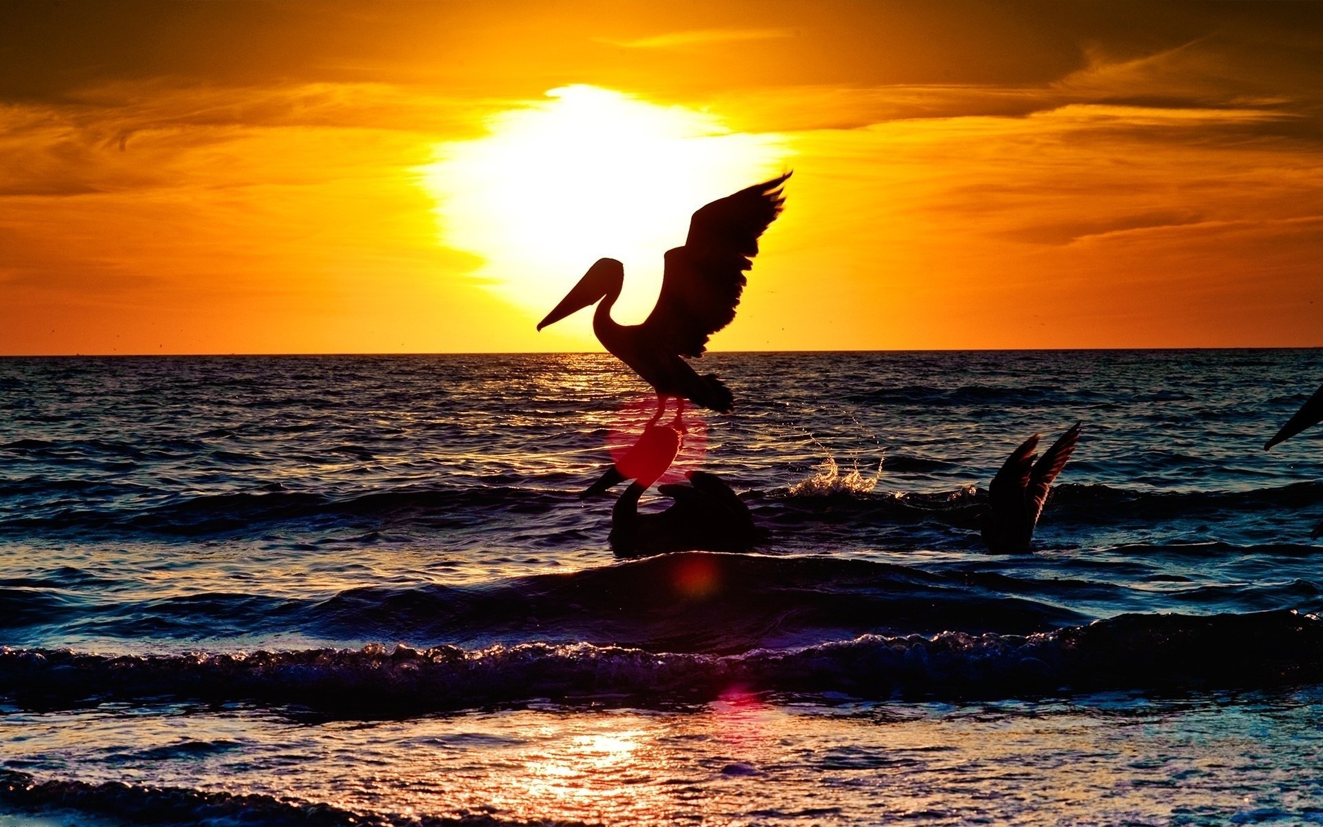 aves pôr do sol mar água oceano sol praia onda amanhecer verão silhueta crepúsculo surf céu mar natureza