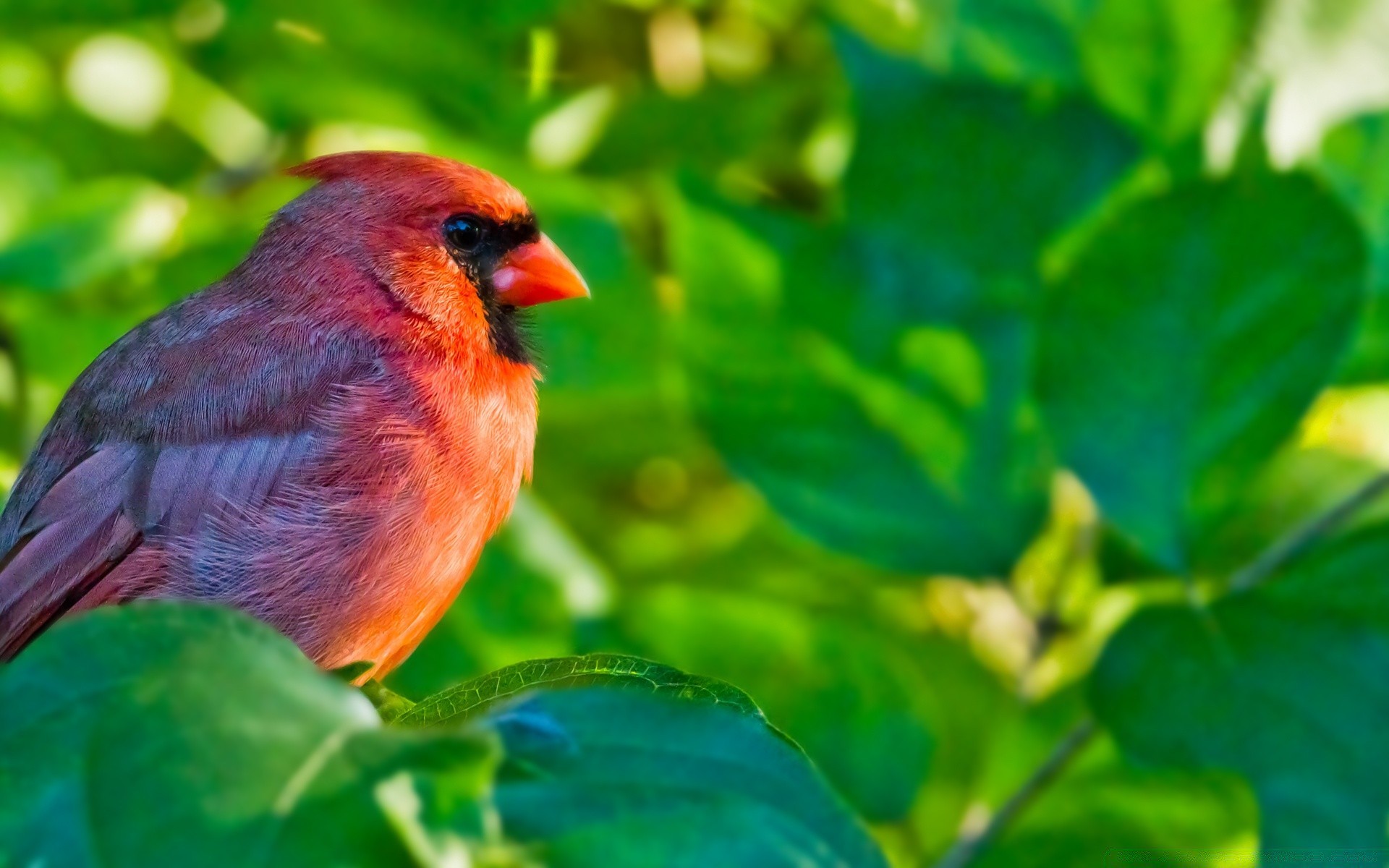 aves natureza folha ao ar livre pássaro verão vida selvagem