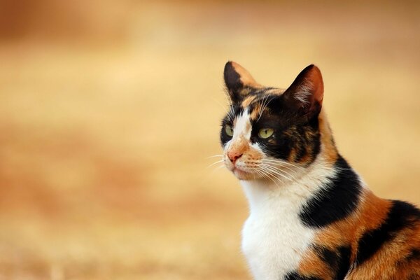 Gato tigre olhando para longe