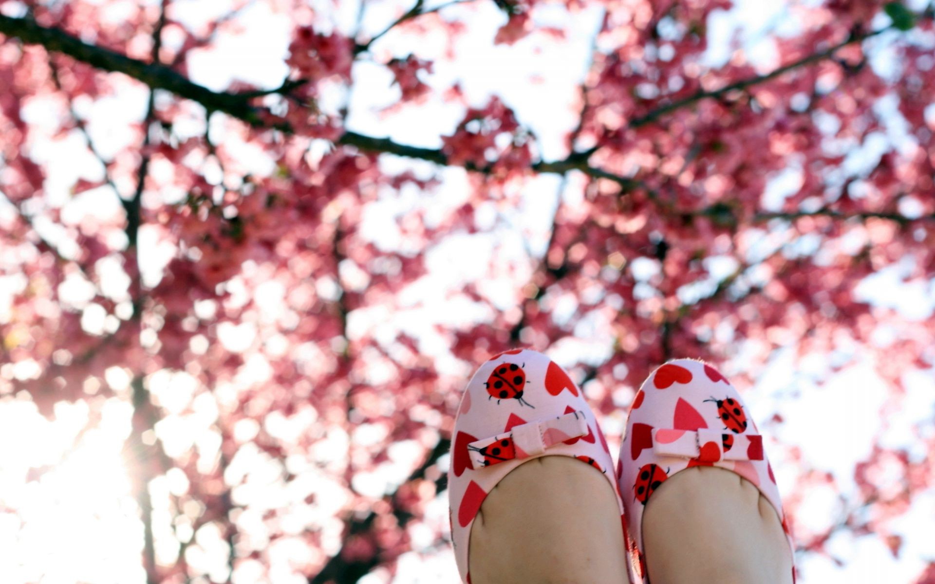 cereja árvore flor ao ar livre inverno temporada natureza paisagem ramo parque