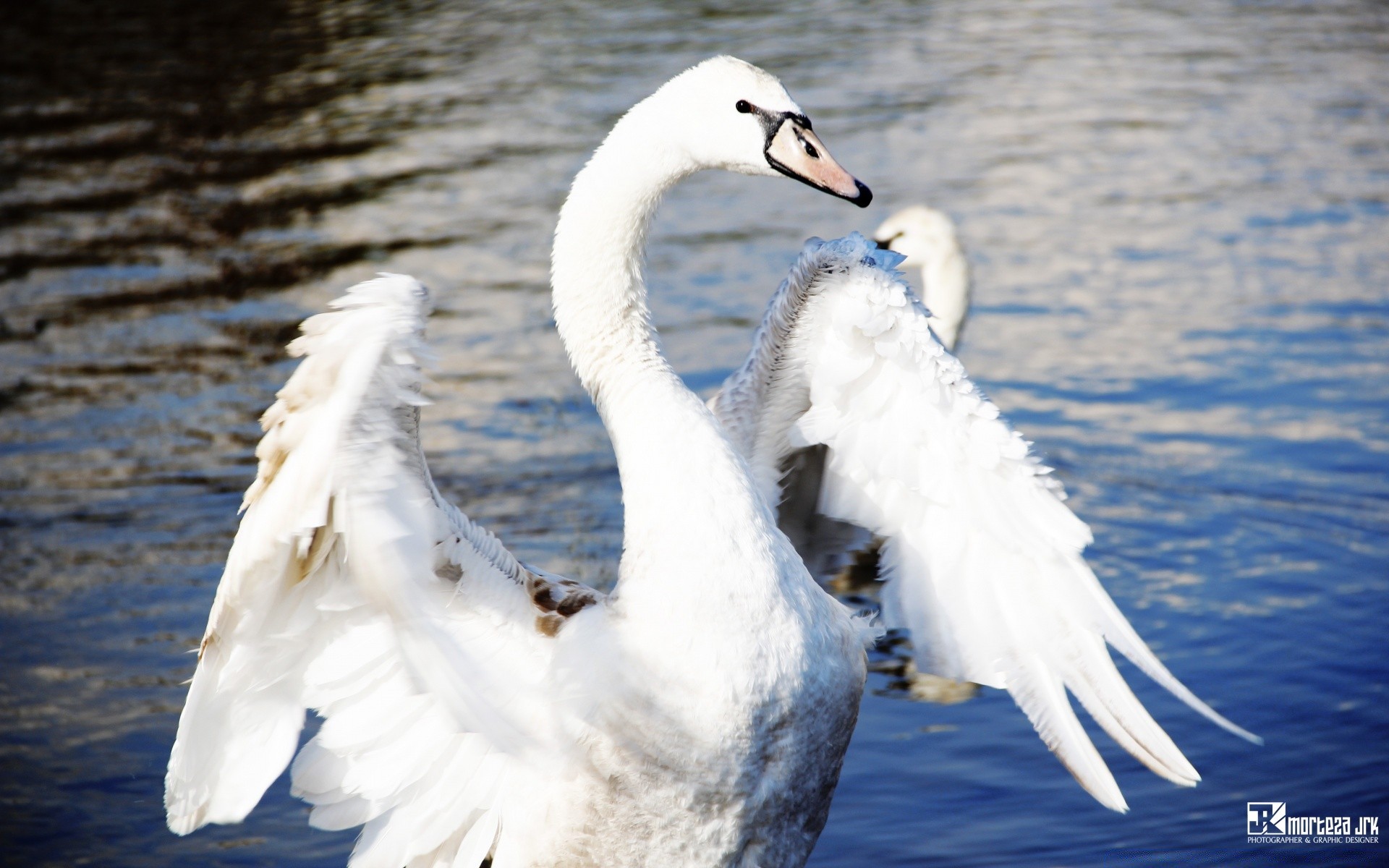 cisnes pássaro cisne natureza pena água vida selvagem ao ar livre animal bico lago água aves asa