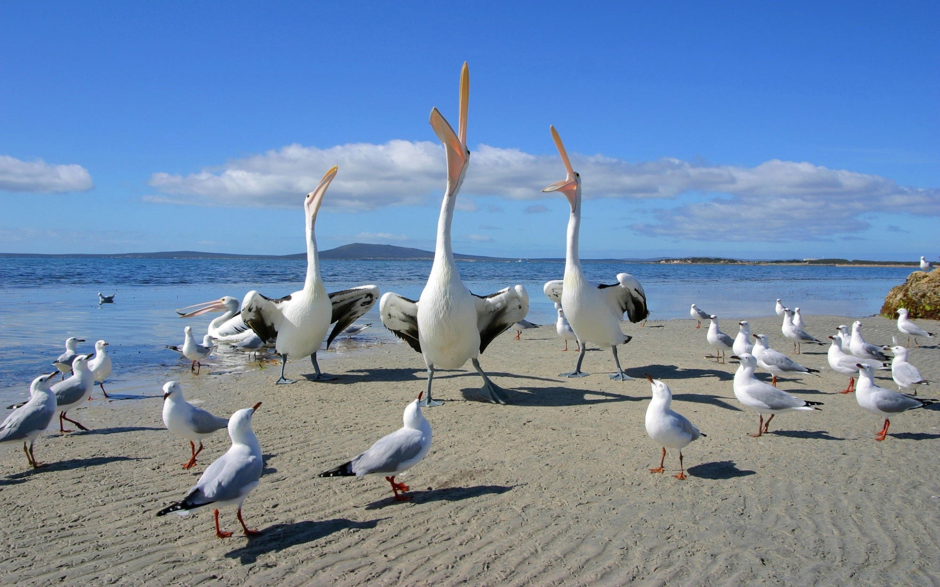 aves aquáticas gaivotas pássaro água praia mar oceano mar verão céu areia natureza viajar voo costa estéril