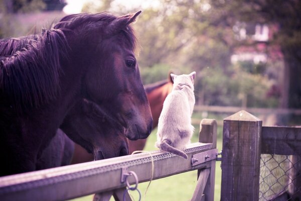Cavalos conversam com um gato branco