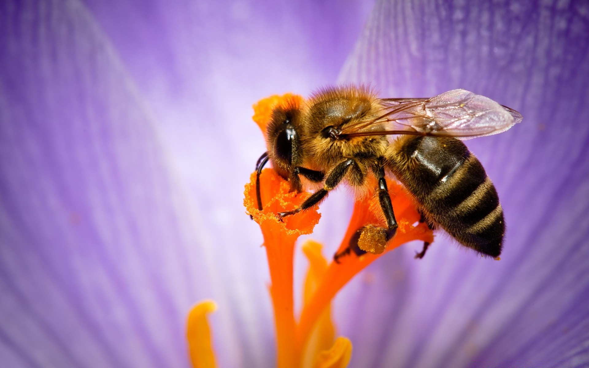 insetos abelha inseto mel pólen natureza abelhas polinização verão abelha vespa ao ar livre néctar voar flor