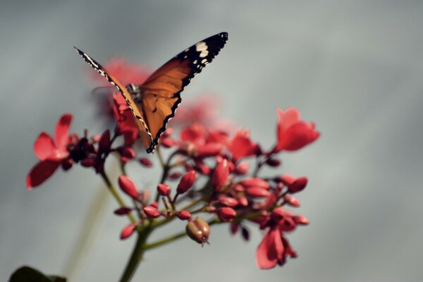 Borboleta na flor. Flor vermelha. Verão