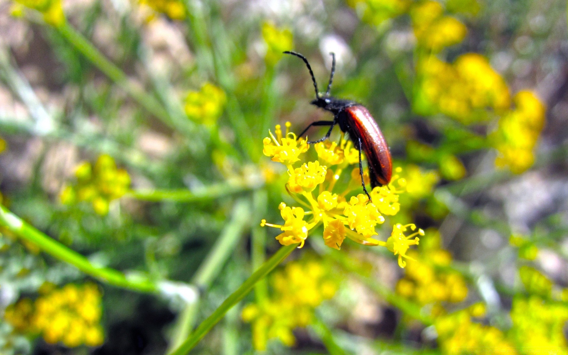 insetos inseto natureza ao ar livre flor verão flora besouro biologia grama invertebrados folha meio ambiente bom tempo voar pequeno selvagem campo vida selvagem abelha