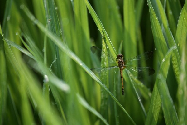 A libélula sentou-se na grama verde