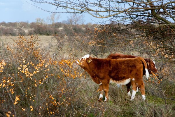 Animal mamífero comendo grama ao ar livre