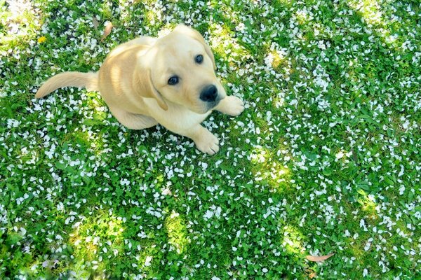 Cão bonito sentado na grama