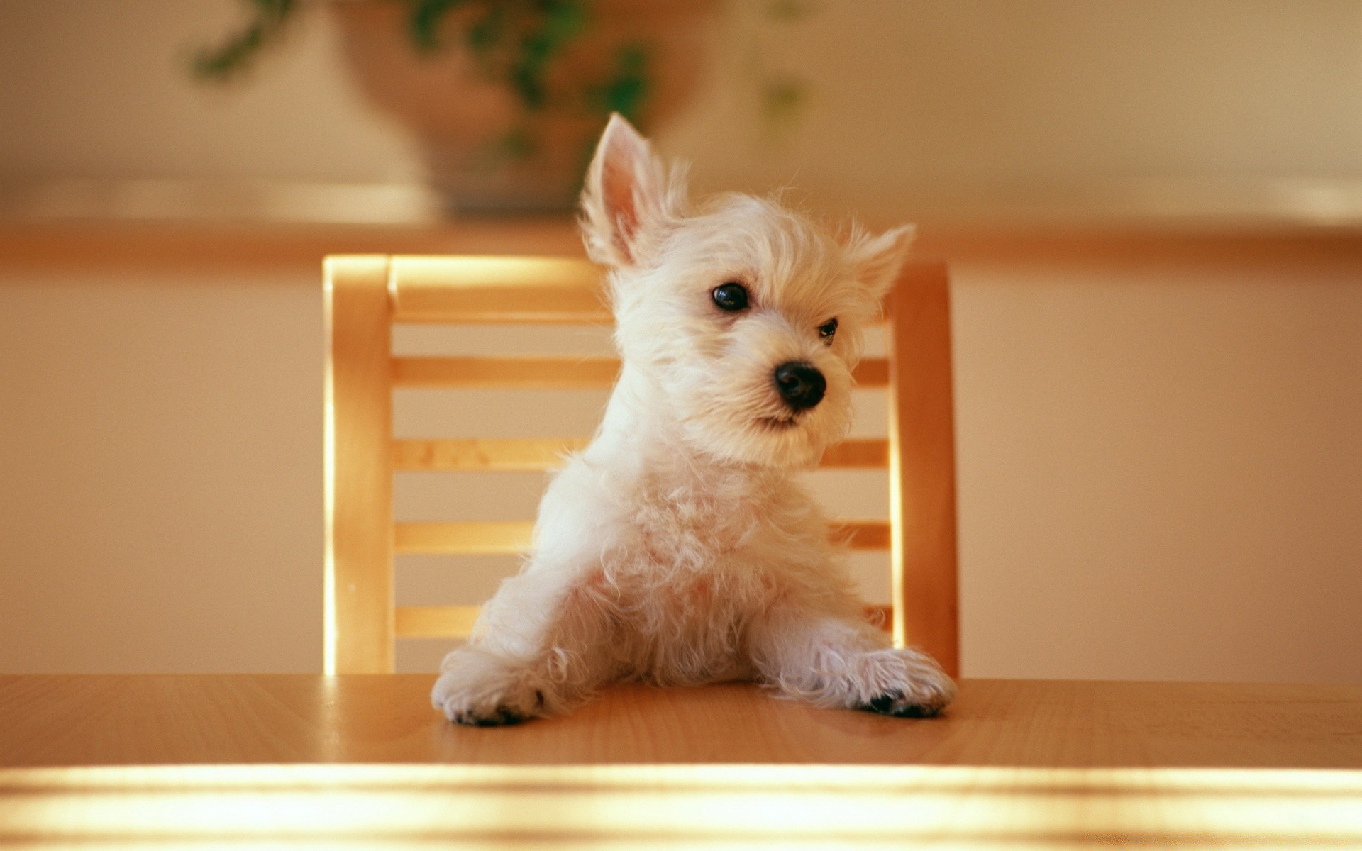 cães cão animal de estimação fofa cinegrafista filhote de cachorro doméstico mamífero dentro de casa sentar-se retrato animal pouco