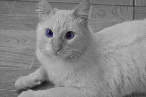 Gato branco com olhos grandes