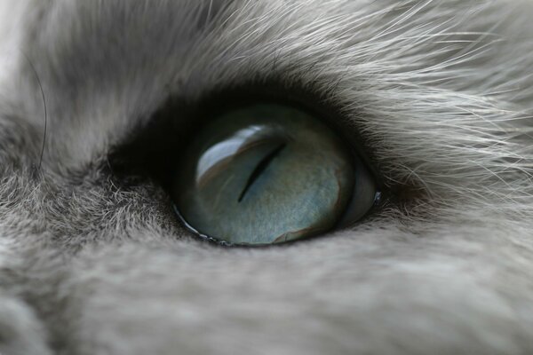 Olho azul de gato fofo