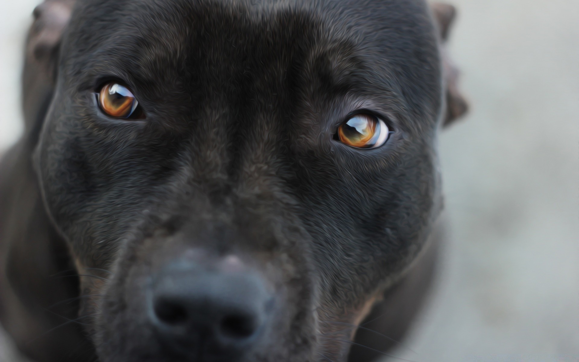 cães cão retrato animal de estimação fofa cinologista mamífero animal olho filhote de cachorro solteiro visualização estúdio pequeno engraçado lealdade adorável pele