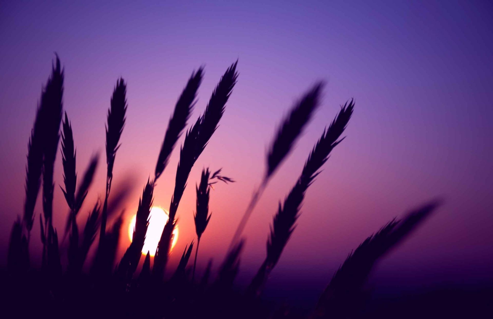 plantas silhueta sol luz natureza paisagem céu pôr do sol iluminado crescimento verão amanhecer