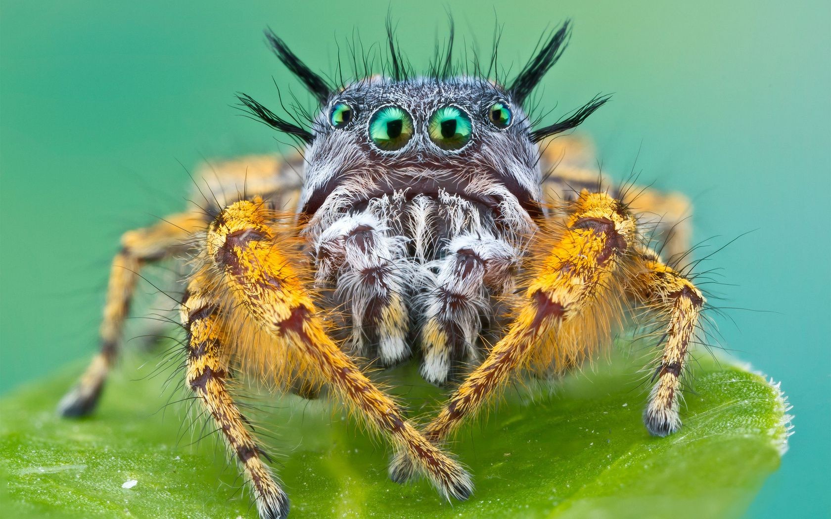 insetos aranha inseto natureza aracnídeo animal peludo vida selvagem assustador selvagem medo assustador close-up teias de aranha perigo cabeça perto fobia teias de aranha