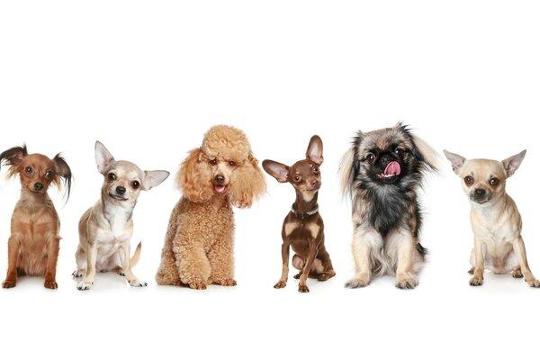 Cães pequenos bonitos de vários tipos