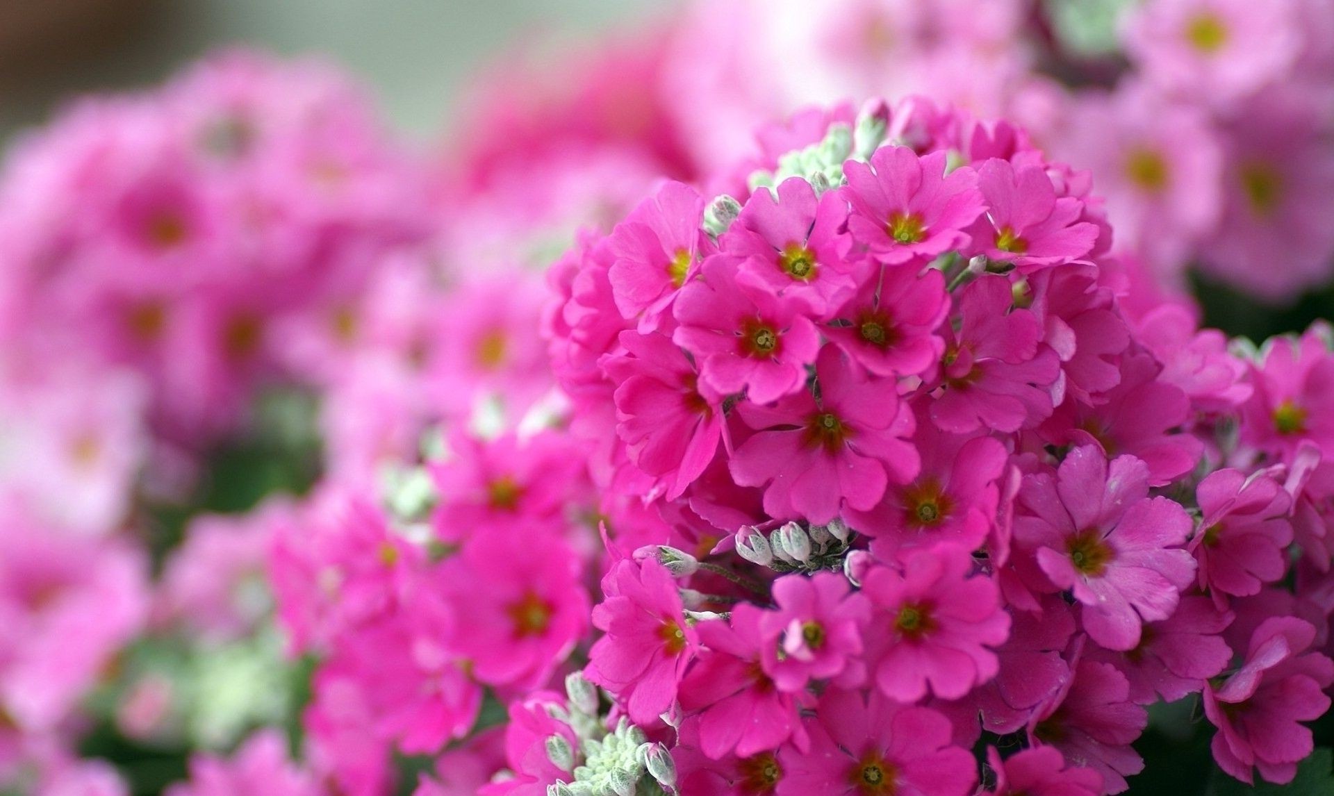 flores flor natureza verão jardim flora pétala blooming folha brilhante floral campo ao ar livre buquê crescimento bom tempo cor