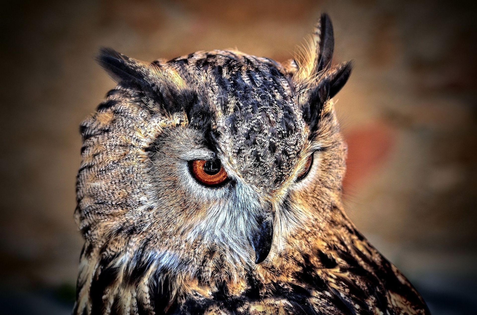 animais vida selvagem coruja raptor predador natureza animal pássaro retrato selvagem presa mamífero caçador ao ar livre olho olhando ver carnívoro nocturnal