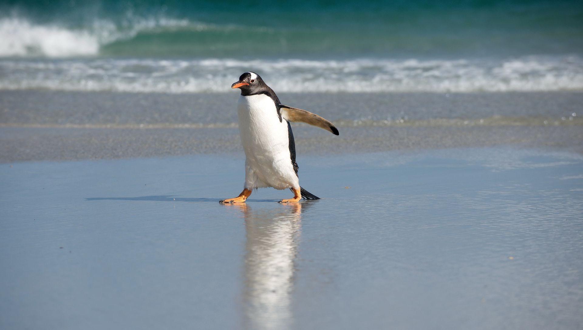 animais pássaro água praia neve mar inverno sozinho vida selvagem ao ar livre mar ação oceano luz do dia vista lateral viagens