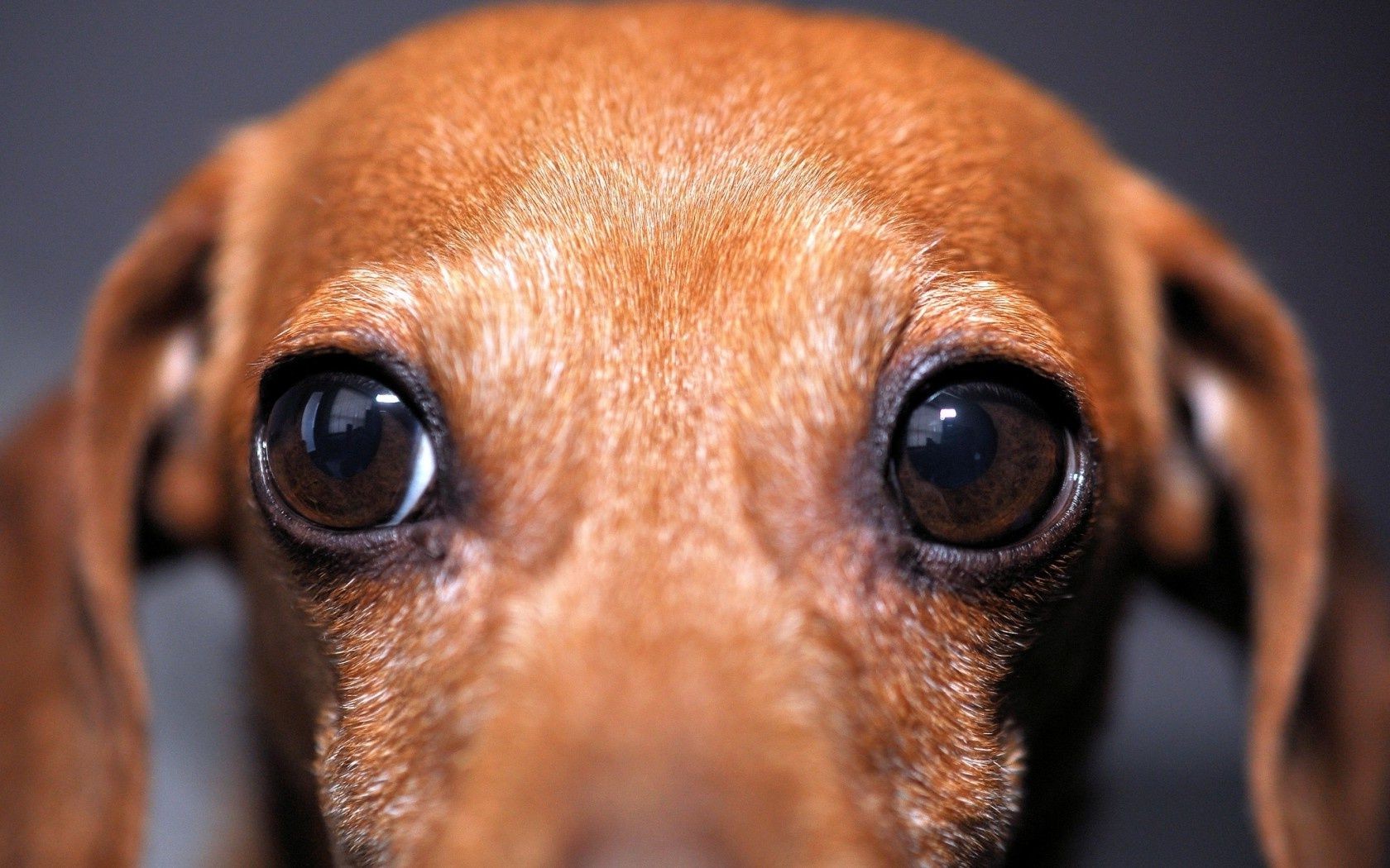 cães cão fofa mamífero cinegrafista retrato filhote de cachorro olho animal de estimação engraçado miniatura visualização sozinho dachshund sentar animal pequeno cão olhando amizade