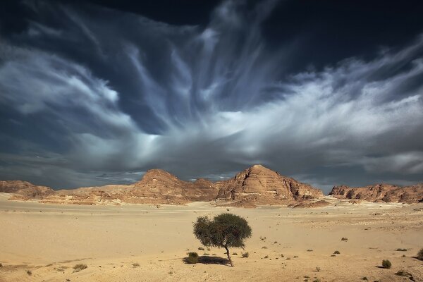 Árvore solitária no deserto quente
