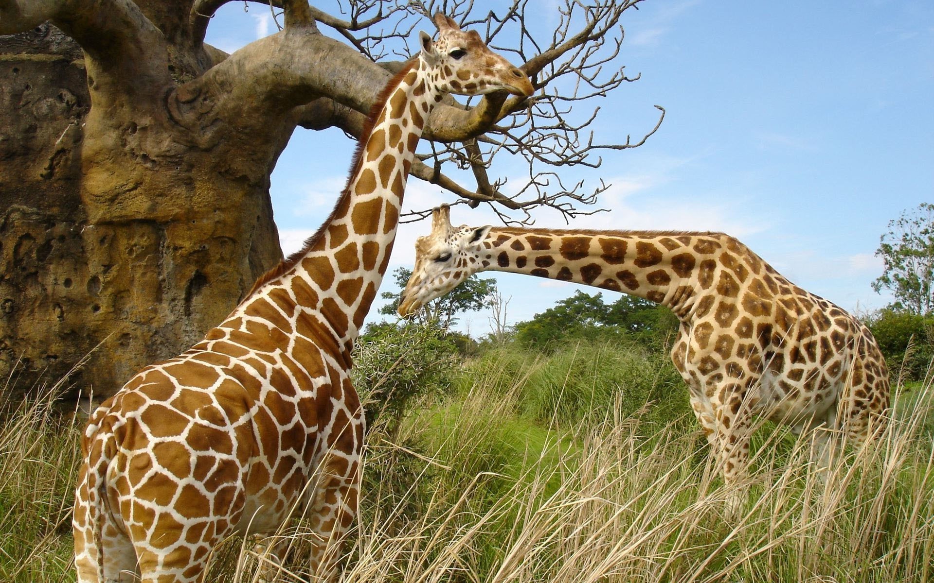 girafas girafa vida selvagem natureza selvagem mamífero safari animal grama parque grande ao ar livre alta savana pescoço
