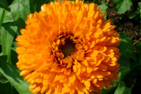 Flor de calêndula Terry...