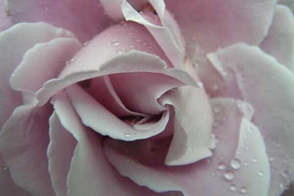 Orvalho em uma rosa rosa suave