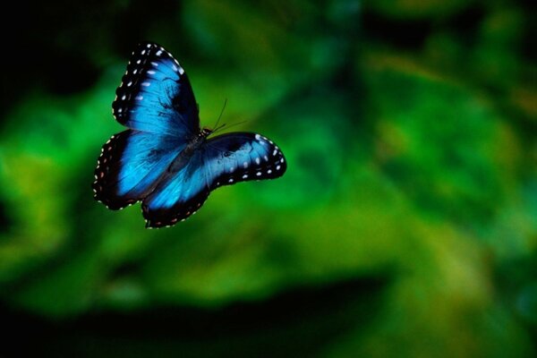 Foto da borboleta azul no verde