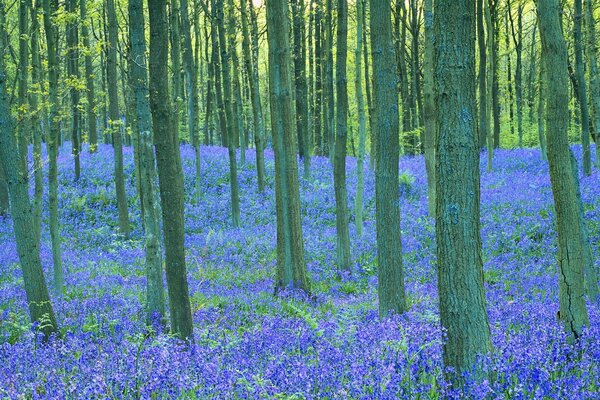 Paisagem natural pitoresca, Floresta