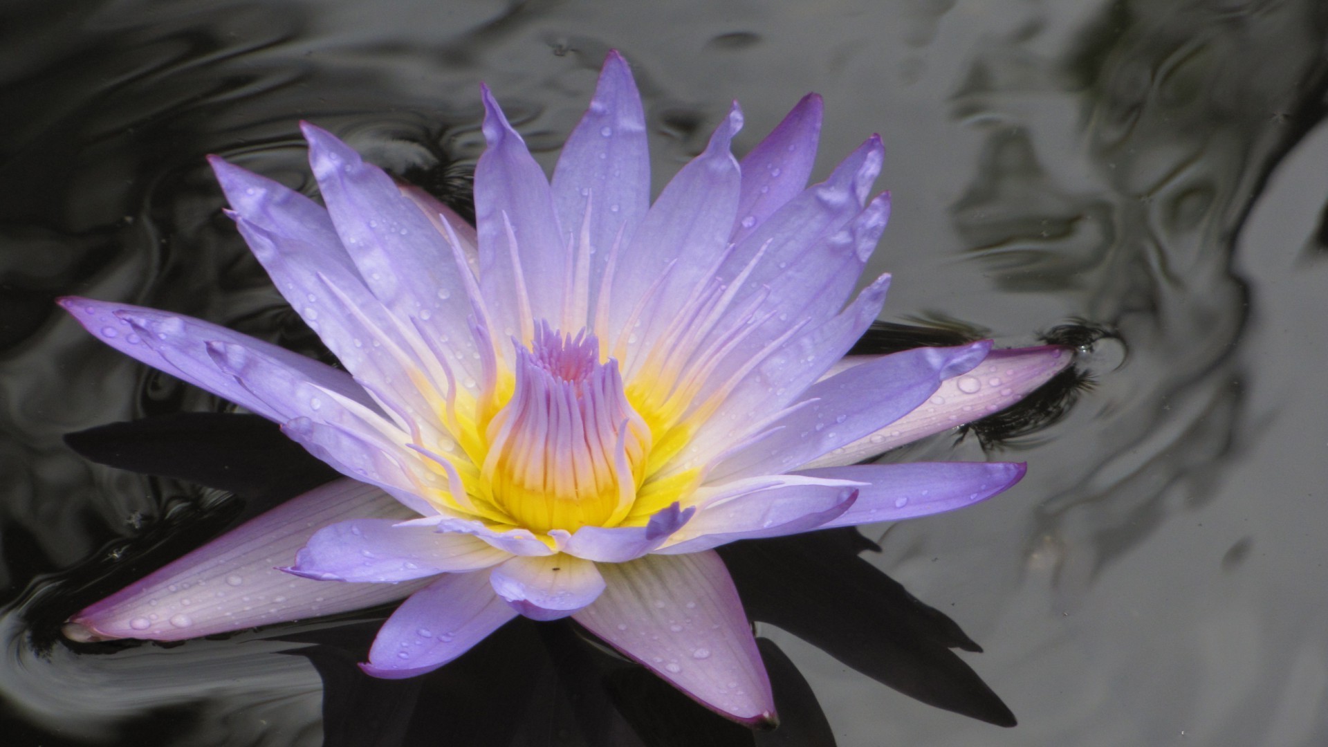 flores na água lótus flor piscina natureza flora blooming água folha bonita lily jardim pétala natação exóticas verão nenúfar zen tropical cor floral