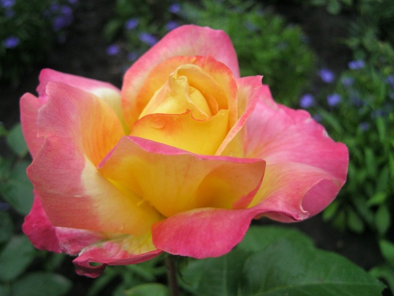rosas flor natureza pétala flora jardim folha verão amor romance blooming floral cor brilhante bonita