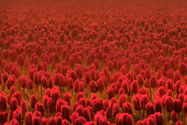 Grande Campo com tulipas vermelhas