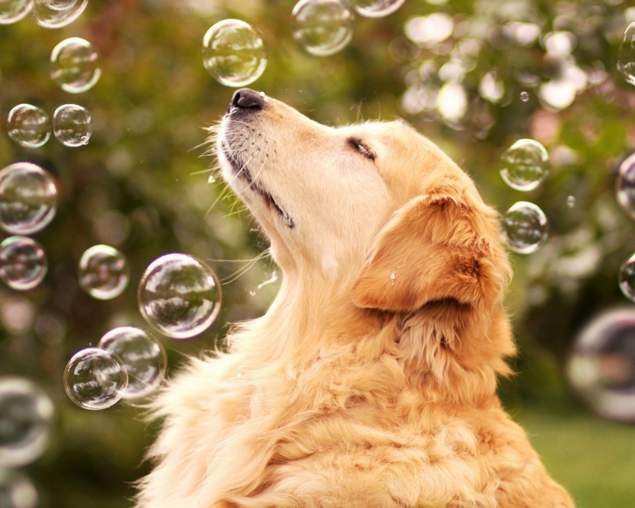 cães cão animal de estimação animal de estimação fofa retrato natureza pele cinegrafista mamífero filhote de cachorro retriever grama pequeno adorável doméstico golden retriever jovem raça visualização engraçado