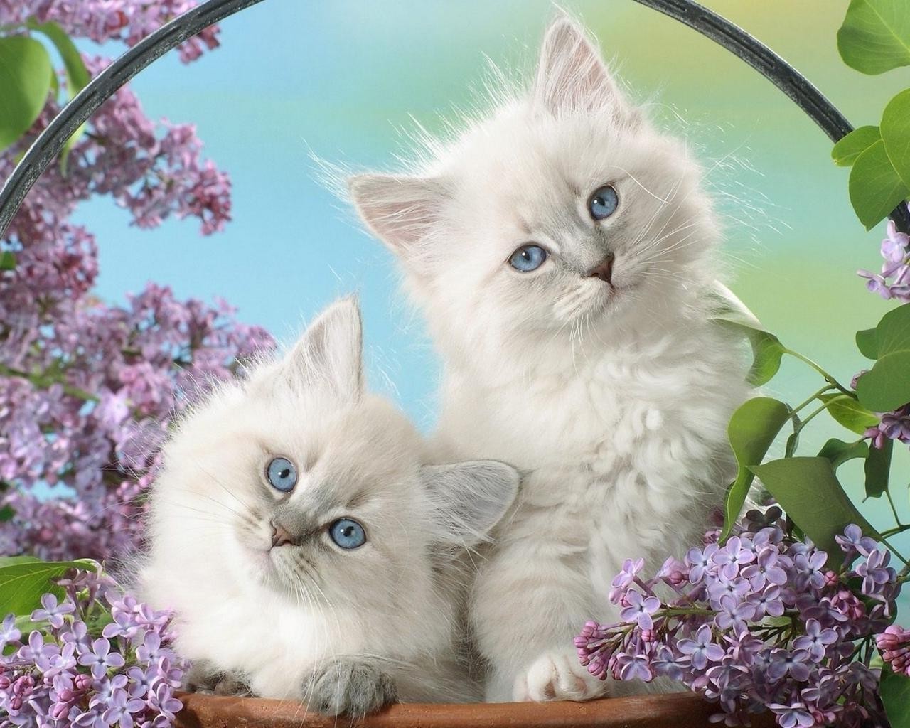 gatos gato doméstico gatinho fofa animal de estimação animal de estimação retrato olho pequeno pele adorável para baixo fofo tabby jovem bigode cabelo bebê sentar ver