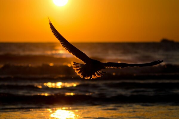Gaivota ao pôr do sol à procura de comida no oceano