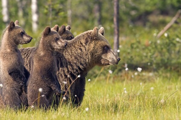 Urso e ursos na natureza andando na grama
