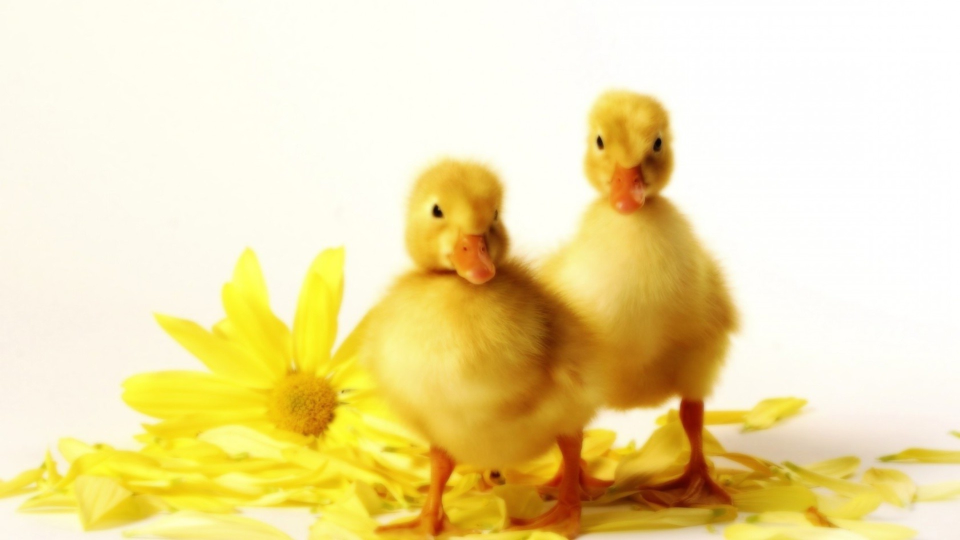 animais páscoa pássaros pato frango senhoras bonito pequeno galinha natureza pássaro patinho solteiro