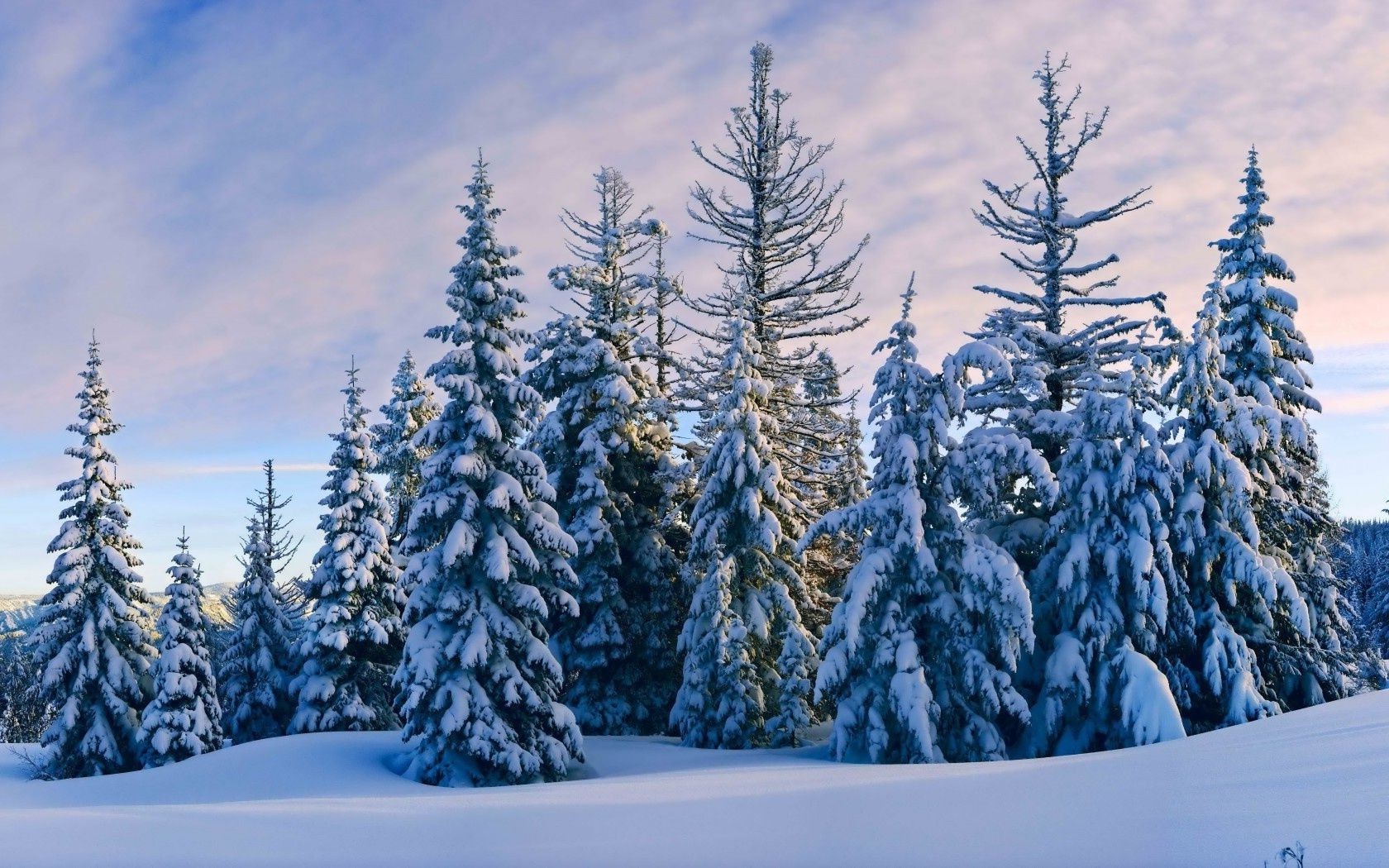 floresta neve inverno madeira frio geada árvore evergreen congelado paisagem temporada cênica montanhas coníferas ao ar livre natureza