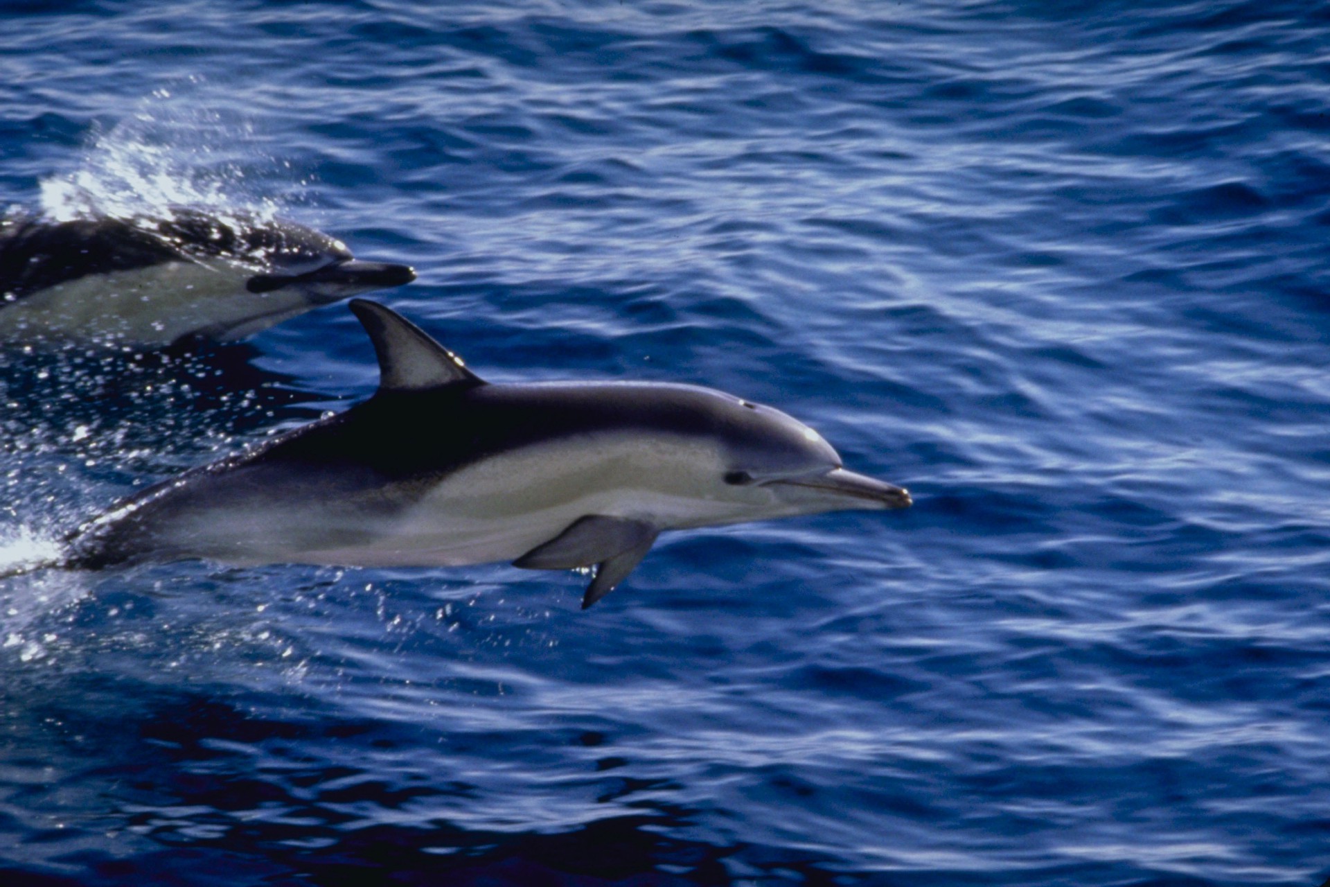 animais água oceano ventiladores mar baleia golfinho natação fuzileiro naval natureza peixes subaquático