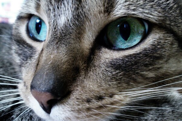 Olhos bonitos em um gato fofo