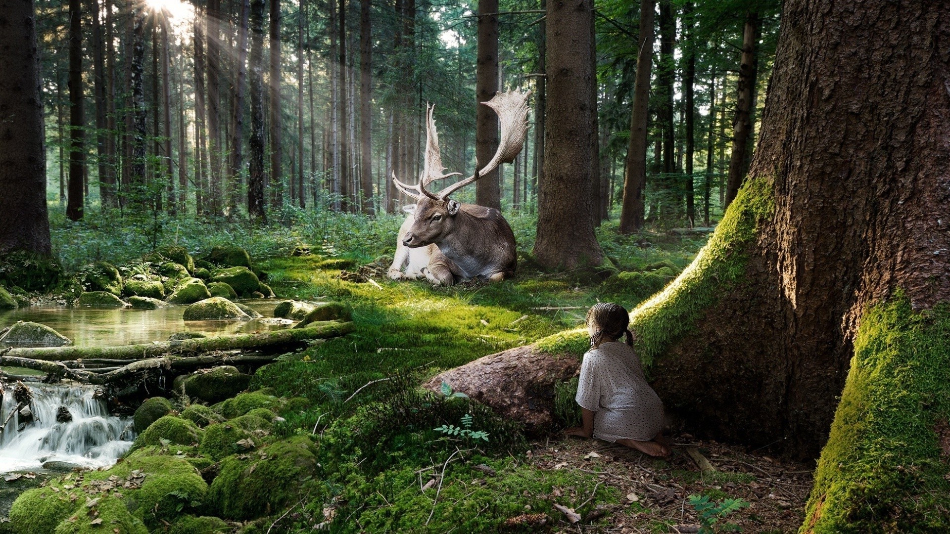 animais mágicos madeira natureza árvore parque ao ar livre selvagem cervos folha paisagem ambiente outono água