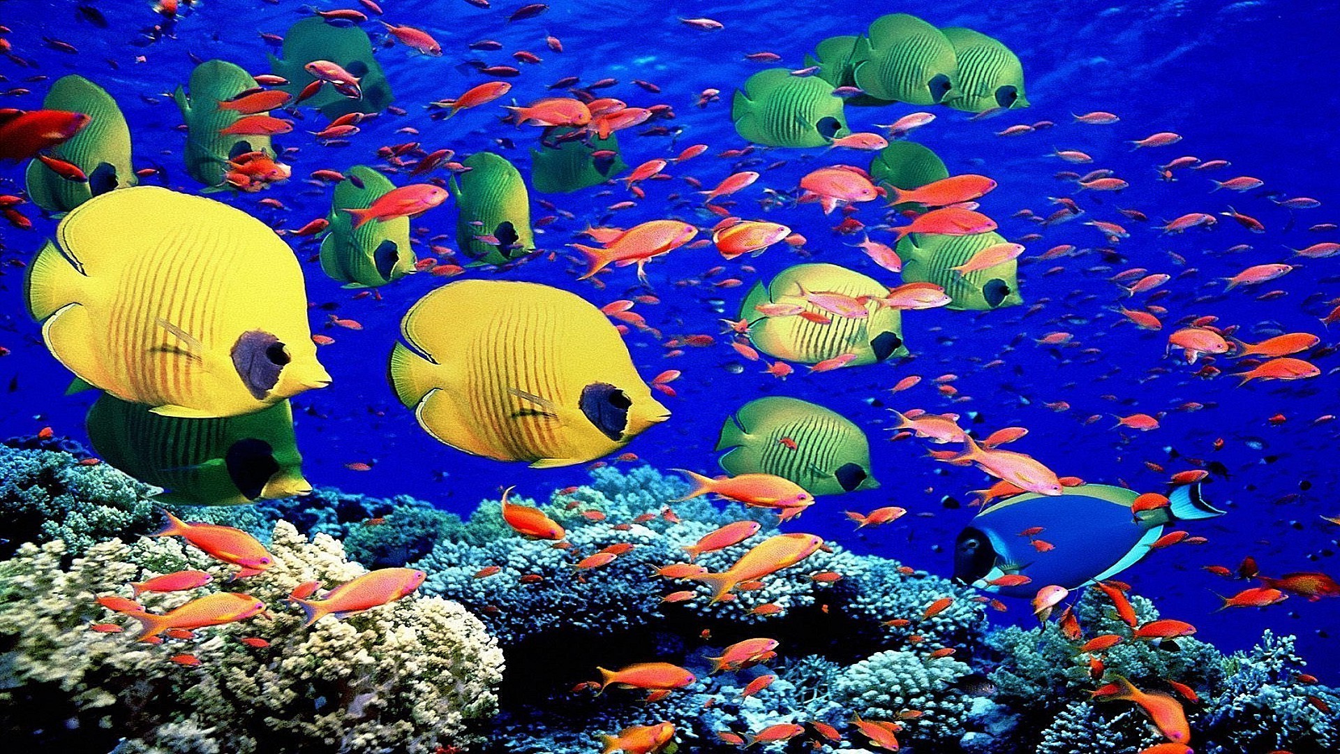 animais debaixo d água peixes aquário coral recife água natação mergulho oceano tropical fuzileiro naval água mar peixe dourado profundo mergulho snorkeling água salgada exóticas água-viva