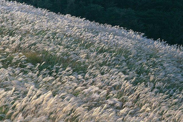 Campo de flores quando o vento sopra