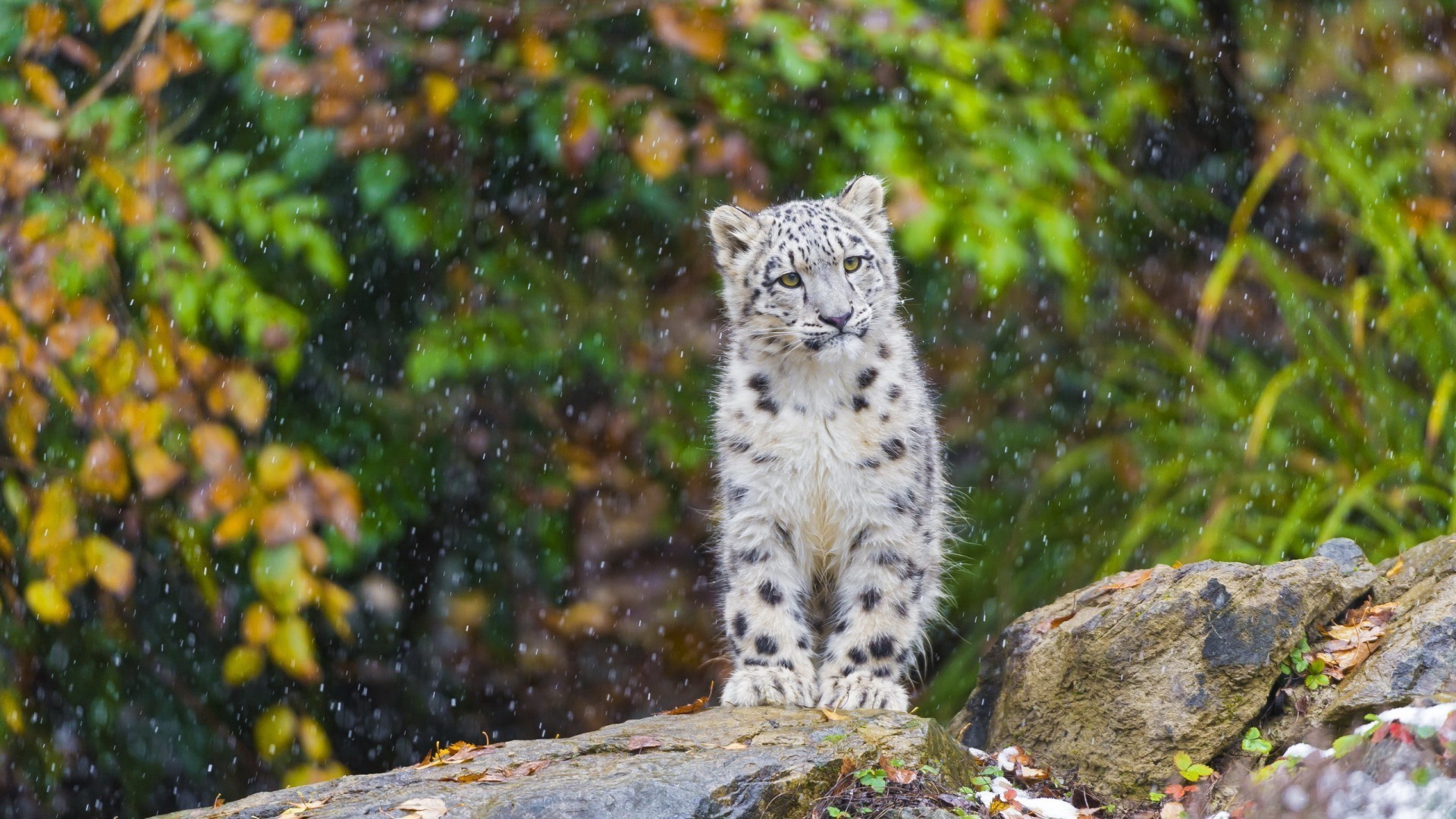animais natureza ao ar livre vida selvagem selvagem árvore mamífero