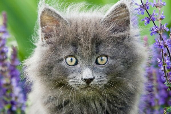 Gato de estimação andando no campo